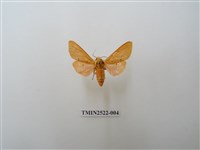 藏品(褐赭污燈蛾)的圖片